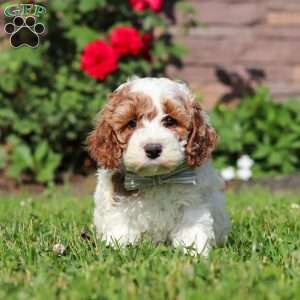 Baxter, Cockapoo Puppy